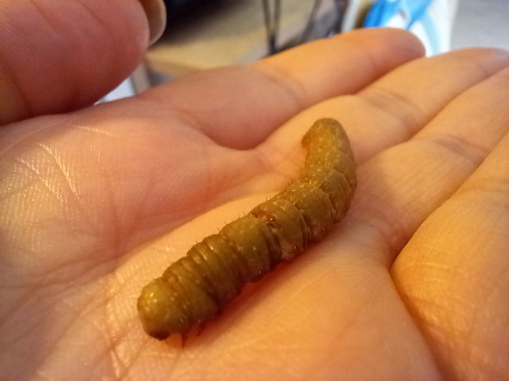 identificazione bruco